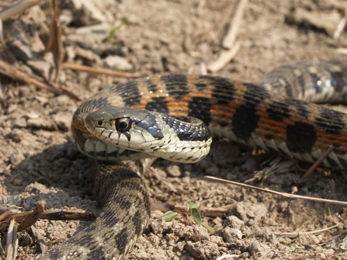 Loài rắn Tiger keelback, hay còn gọi là rắn hổ, rắn cỏ Nhật vốn là loài rắn không độc, là loài bản địa ở Nhật Bản. Tuy nhiên, loài này có mưu kế vô cùng tinh vi, đó là ăn thịt cóc độc để hấp thụ lấy chất kịch độc về cho mình.